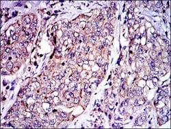 Invitrogen PAI1 Monoclonal Antibody (1D5) 100 &mu;g; Unconjugated:Antibodies,