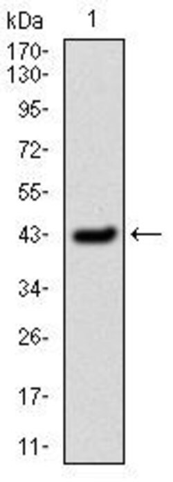 Invitrogen PAI1 Monoclonal Antibody (1D5) 100 &mu;g; Unconjugated:Antibodies,