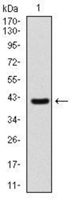 Invitrogen SHH Monoclonal Antibody (5H4) 100 &mu;g | Buy Online | Invitrogen&trade; | Fisher Scientific