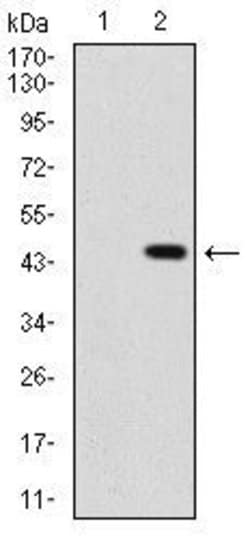 Invitrogen SHH Monoclonal Antibody (5H4) 100 &mu;g | Buy Online | Invitrogen&trade; | Fisher Scientific