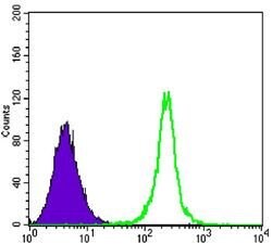 Invitrogen SIRT1 Monoclonal Antibody (1F3) 100 &mu;L; Unconjugated:Antibodies,