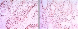 Invitrogen SIRT1 Monoclonal Antibody (1F3) 100 &mu;L; Unconjugated:Antibodies,