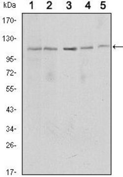 Invitrogen SIRT1 Monoclonal Antibody (1F3) 100 &mu;L; Unconjugated:Antibodies,