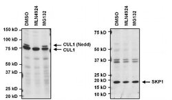 Invitrogen SKP1 Monoclonal Antibody (1C10F4) 100 &mu;g; Unconjugated:Antibodies,