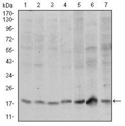 Invitrogen SKP1 Monoclonal Antibody (1H9) 100 &mu;L; Unconjugated:Antibodies,