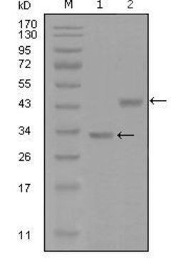 Invitrogen SKP2 Monoclonal Antibody (6G9D10) 100 &mu;L; Unconjugated:Antibodies,
