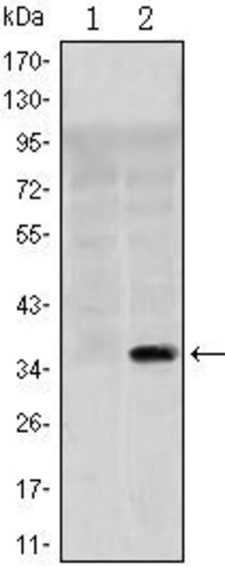 Invitrogen SLC22A1 Monoclonal Antibody (2C5) 100 &mu;L; Unconjugated:Antibodies,