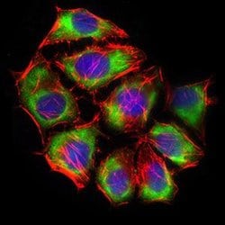 Invitrogen GLUT4 Monoclonal Antibody (3G10A3) 100 &mu;g; Unconjugated:Antibodies,