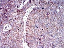 Invitrogen GLUT4 Monoclonal Antibody (3G10A3) 100 &mu;g; Unconjugated:Antibodies,
