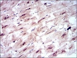 Invitrogen GLUT4 Monoclonal Antibody (3G10A3) 100 &mu;g; Unconjugated:Antibodies,