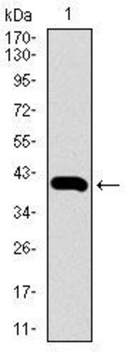 Invitrogen GLUT4 Monoclonal Antibody (3G10A3) 100 &mu;g; Unconjugated:Antibodies,