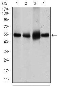 Invitrogen GLUT4 Monoclonal Antibody (3G10A3) 100 &mu;g; Unconjugated:Antibodies,