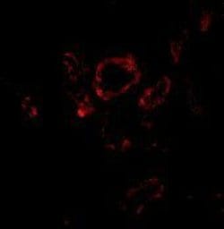 Invitrogen SLUG Polyclonal Antibody 100 &mu;g; Unconjugated:Antibodies,