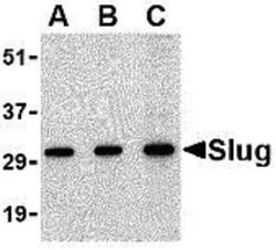 Invitrogen SLUG Polyclonal Antibody 100 &mu;g; Unconjugated:Antibodies,
