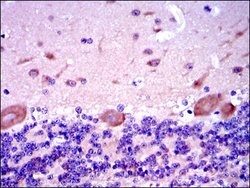 SMAD2 Monoclonal Antibody (5G7), Invitrogen 100 &mu;L | Buy Online | Invitrogen | Fisher Scientific