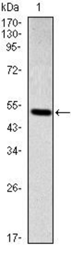 SMAD2 Monoclonal Antibody (5G7), Invitrogen 100 &mu;L | Buy Online | Invitrogen | Fisher Scientific