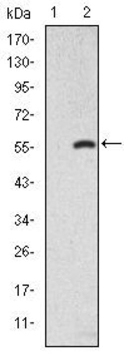 SMAD2 Monoclonal Antibody (5G7), Invitrogen 100 &mu;L | Buy Online | Invitrogen | Fisher Scientific