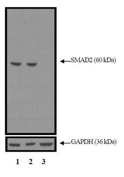 Invitrogen SMAD2 Monoclonal Antibody (G.392.2) 100 &mu;L; Unconjugated:Antibodies,
