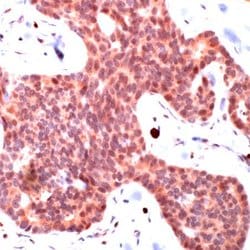 Invitrogen SMAD3 Polyclonal Antibody:Antibodies:Primary Antibodies