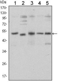 Invitrogen SMAD5 Monoclonal Antibody (3H9) 100 &mu;L | Buy Online | Invitrogen&trade; | Fisher Scientific