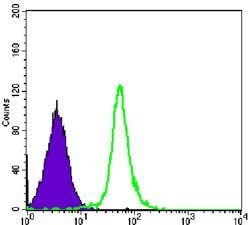 Invitrogen SMC1 Monoclonal Antibody (5B6) 100 &mu;L; Unconjugated:Antibodies,