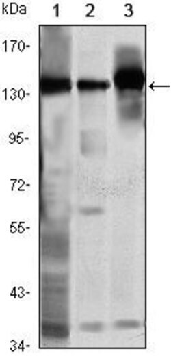 Invitrogen SMC1 Monoclonal Antibody (5B6) 100 &mu;L; Unconjugated:Antibodies,