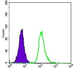 Invitrogen SMN1 Monoclonal Antibody (2F1) 100 &mu;L; Unconjugated:Antibodies,