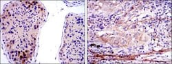 Invitrogen SMN1 Monoclonal Antibody (2F1) 100 &mu;L; Unconjugated:Antibodies,