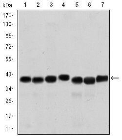 Invitrogen SMN1 Monoclonal Antibody (2F1) 100 &mu;L; Unconjugated:Antibodies,