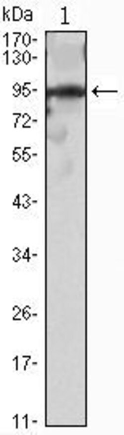 Invitrogen SLUG Monoclonal Antibody (2H5) 100 &mu;L; Unconjugated:Antibodies,