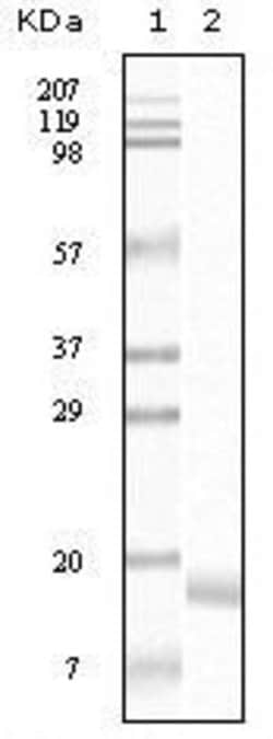 Invitrogen alpha Synuclein Monoclonal Antibody (2B2D1, 2B2A11) 100 &mu;L;