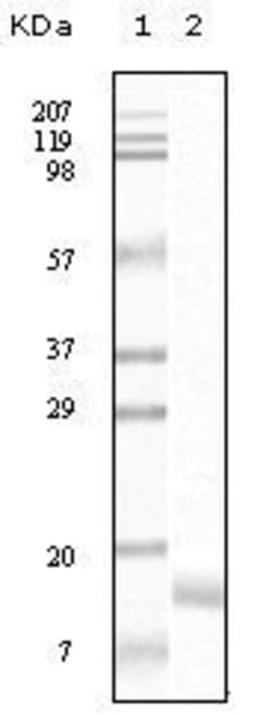 Invitrogen gamma Synuclein Monoclonal Antibody (1H10D2) 100 &mu;g | Buy Online | Invitrogen&trade; | Fisher Scientific