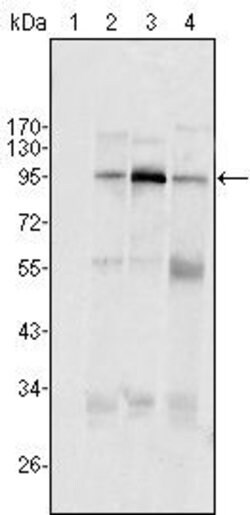 Invitrogen SND1 Monoclonal Antibody (2D7) 100 &mu;L; Unconjugated:Antibodies,