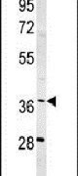 SNRNP40 Rabbit anti-Human, Mouse, Polyclonal, Invitrogen 400 &mu;L; Unconjugated:Antibodies,