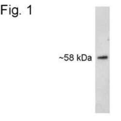 Invitrogen SNTB2 Monoclonal Antibody (1351) 100 &mu;g; Unconjugated:Antibodies,