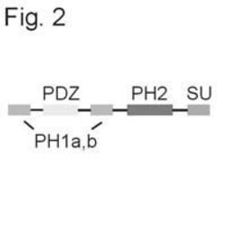 Invitrogen SNTB2 Monoclonal Antibody (1351) 100 &mu;g; Unconjugated:Antibodies,
