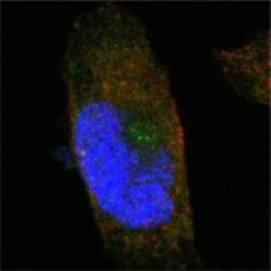 Invitrogen SORL1 Monoclonal Antibody (3B6B11) 100 &mu;L; Unconjugated:Antibodies,