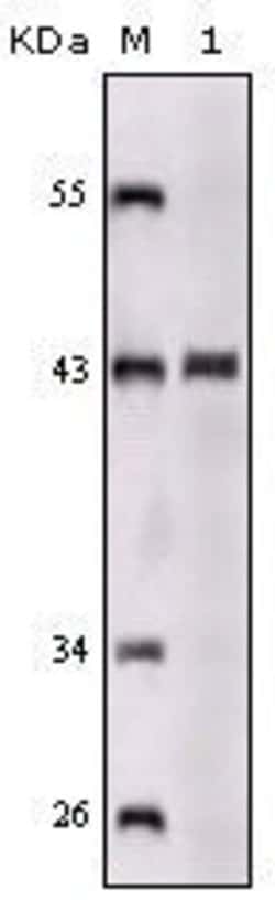 Invitrogen SORL1 Monoclonal Antibody (3B6B11) 100 &mu;L; Unconjugated:Antibodies,