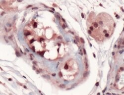 SOX9 Rabbit anti-Human, Polyclonal, Invitrogen 500 μL; Unconjugated:Antibodies,