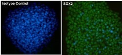 Invitrogen SOX2 Monoclonal Antibody (20G5), DyLight 488 100 &mu;L; DyLight