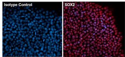 Invitrogen SOX2 Monoclonal Antibody (20G5), DyLight 650 100 &mu;L; DyLight