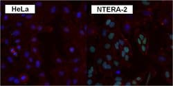 Invitrogen SOX2 Polyclonal Antibody:Antibodies:Primary Antibodies