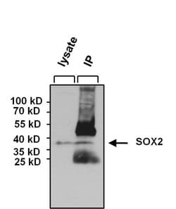 Invitrogen SOX2 Polyclonal Antibody:Antibodies:Primary Antibodies