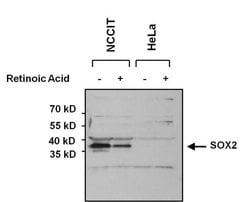 Invitrogen SOX2 Polyclonal Antibody:Antibodies:Primary Antibodies