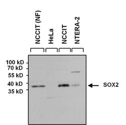 Invitrogen SOX2 Polyclonal Antibody:Antibodies:Primary Antibodies