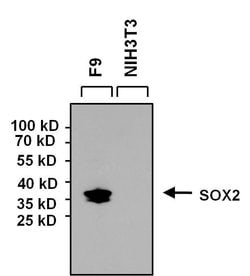Invitrogen SOX2 Monoclonal Antibody (20G5) 100 &mu;g; Unconjugated:Antibodies,