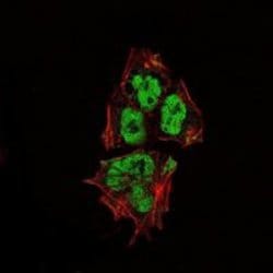 SOX2 Monoclonal Antibody (10F10):Antibodies, Monoclonal