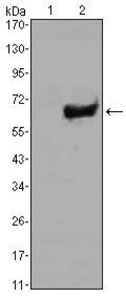 SOX2 Monoclonal Antibody (10F10):Antibodies, Monoclonal