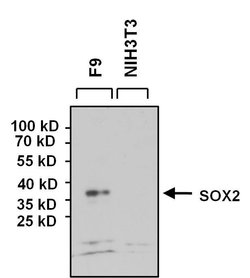 Invitrogen SOX2 Polyclonal Antibody:Antibodies:Primary Antibodies