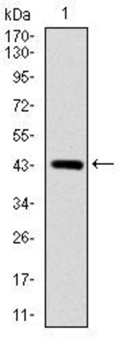Invitrogen SOX9 Monoclonal Antibody (1B11) 100 &mu;g; Unconjugated:Antibodies,